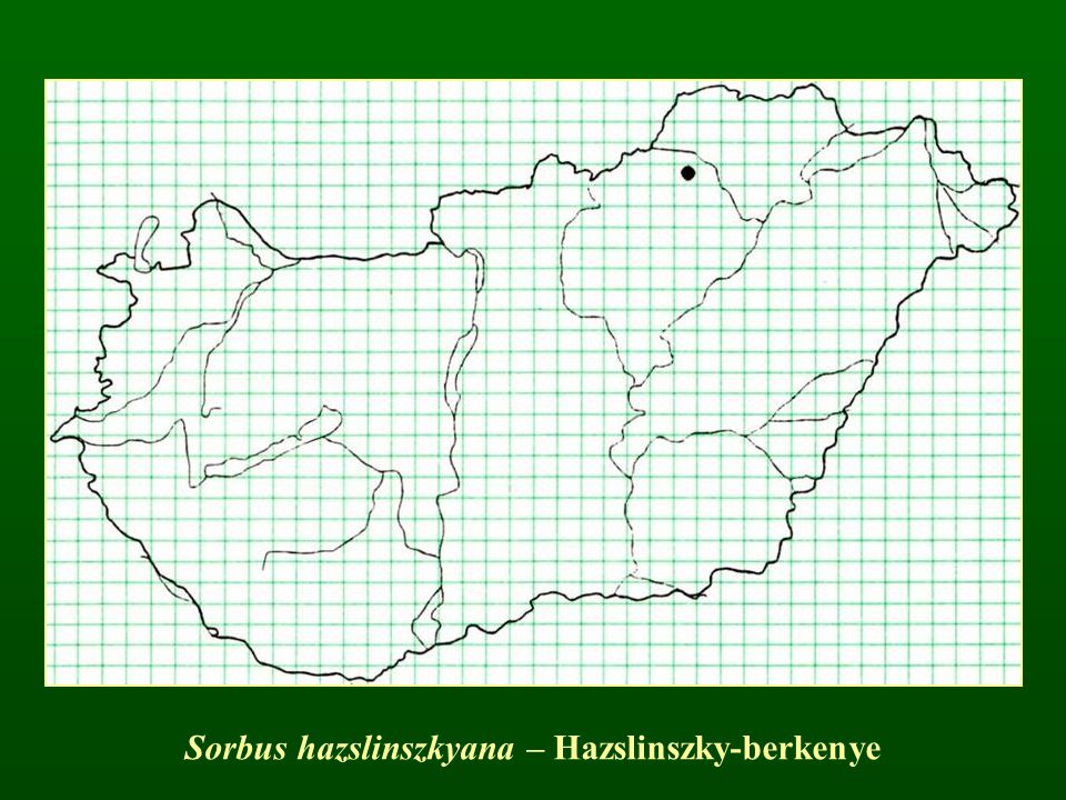Sorbus hazslinszkyana – Hazslinszky-berkenye
