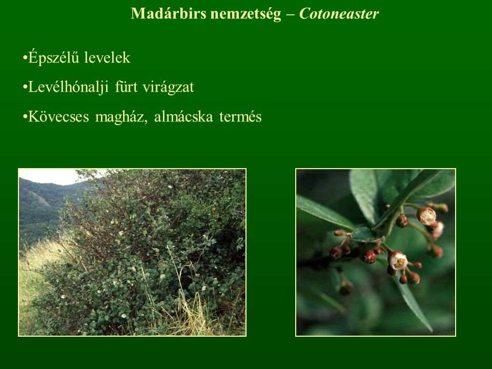 Madárbirs nemzetség – Cotoneaster