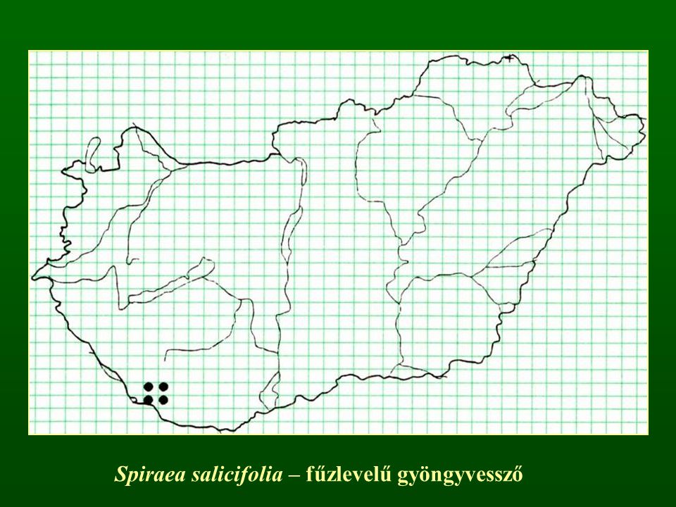 Spiraea salicifolia – fűzlevelű gyöngyvessző