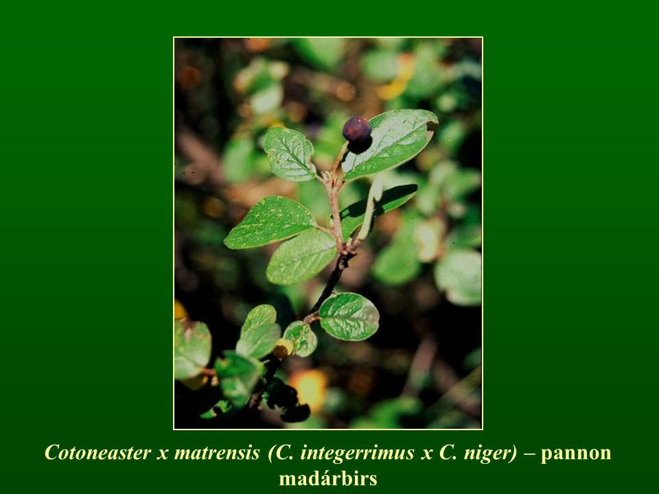 Cotoneaster x matrensis (C. integerrimus x C. niger) – pannon madárbirs