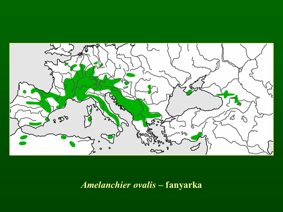 Amelanchier ovalis – fanyarka