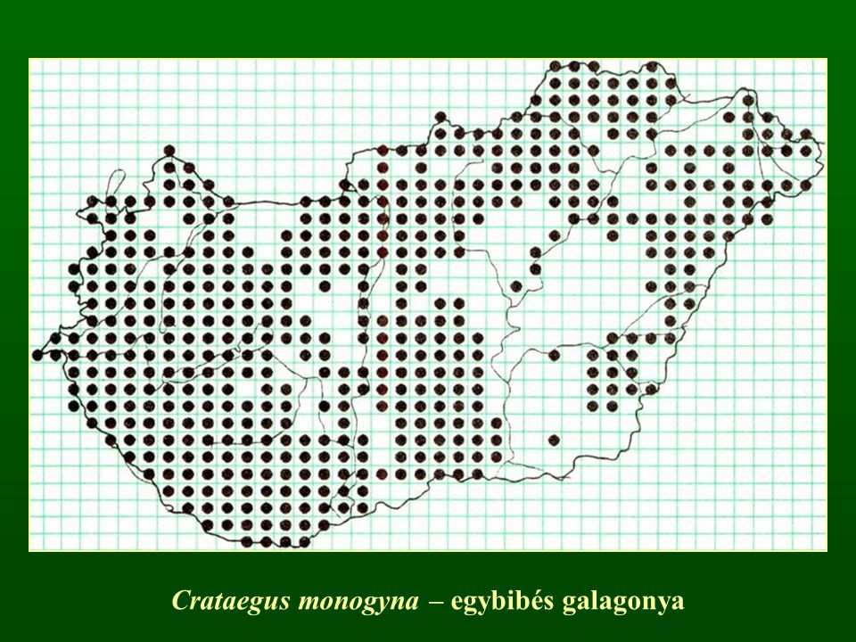 Crataegus monogyna – egybibés galagonya