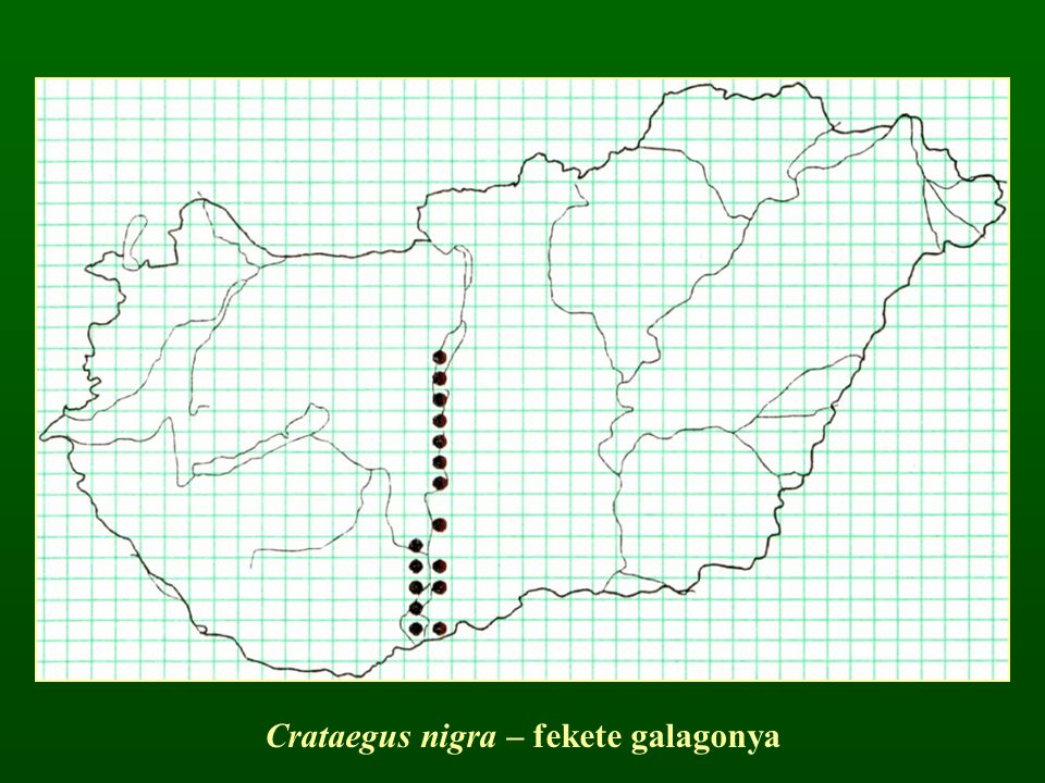 Crataegus nigra – fekete galagonya