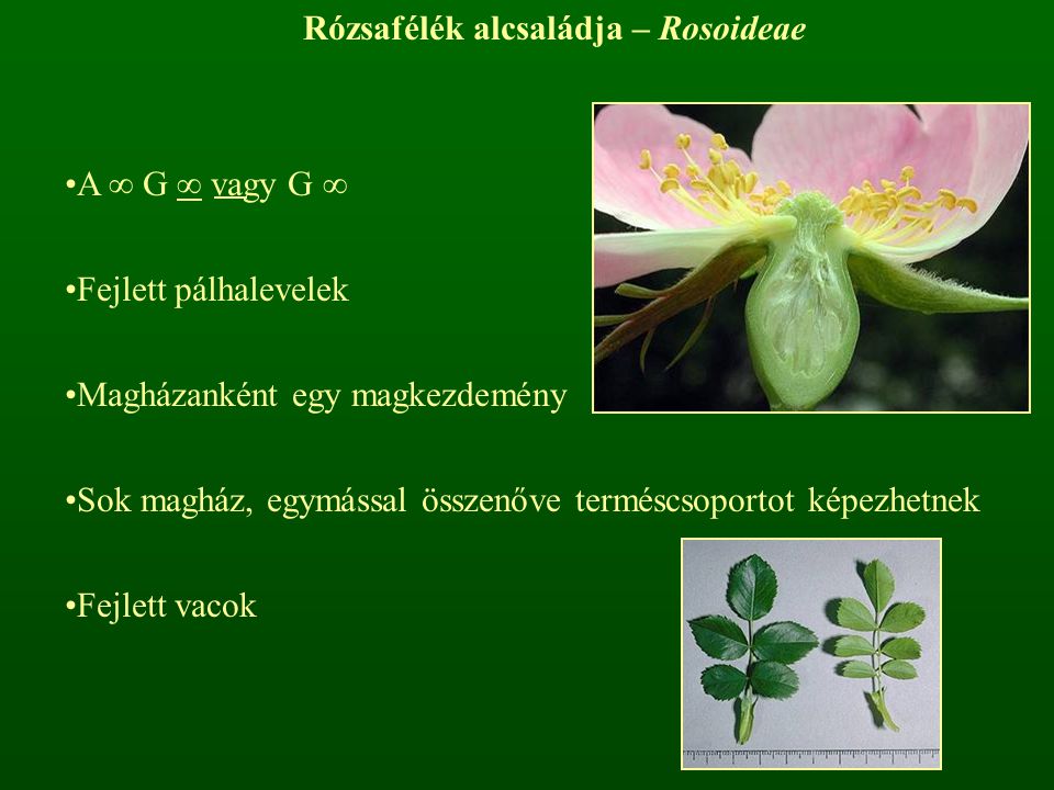Rózsafélék alcsaládja – Rosoideae