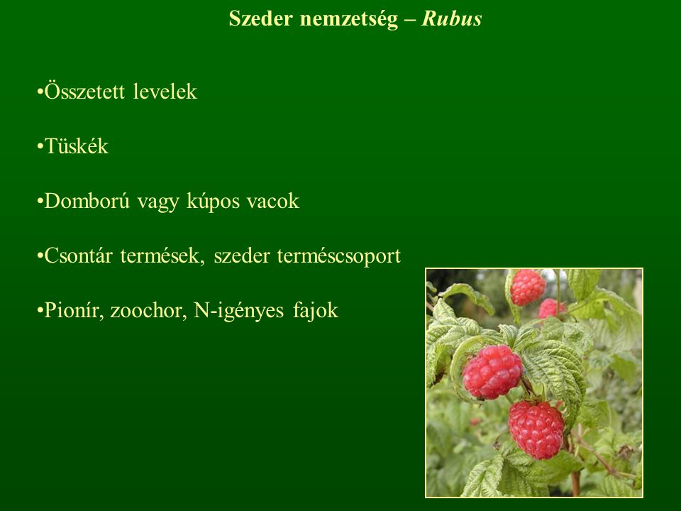 Szeder nemzetség – Rubus