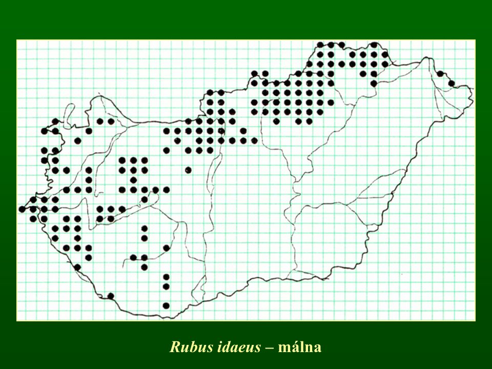 Rubus idaeus – málna