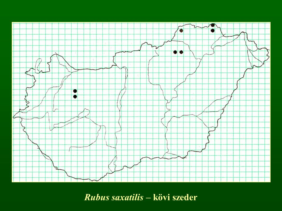Rubus saxatilis – kövi szeder
