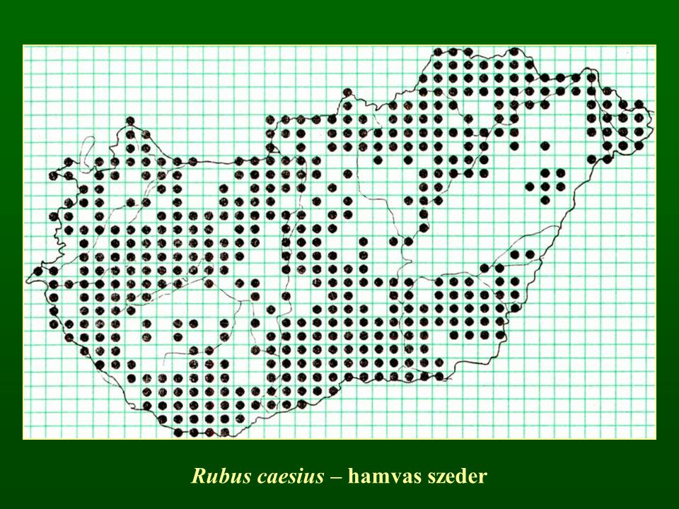 Rubus caesius – hamvas szeder
