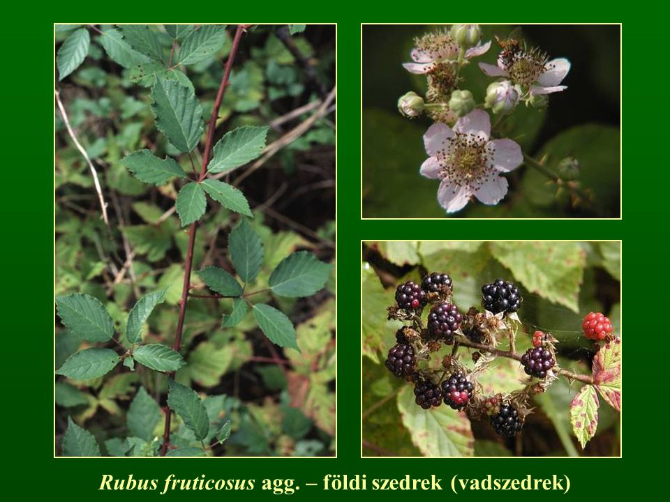 Rubus fruticosus agg. – földi szedrek (vadszedrek)