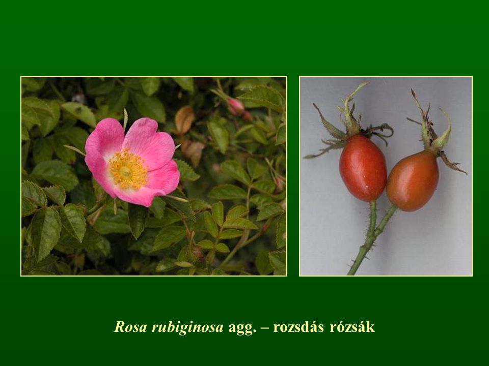 Rosa rubiginosa agg. – rozsdás rózsák