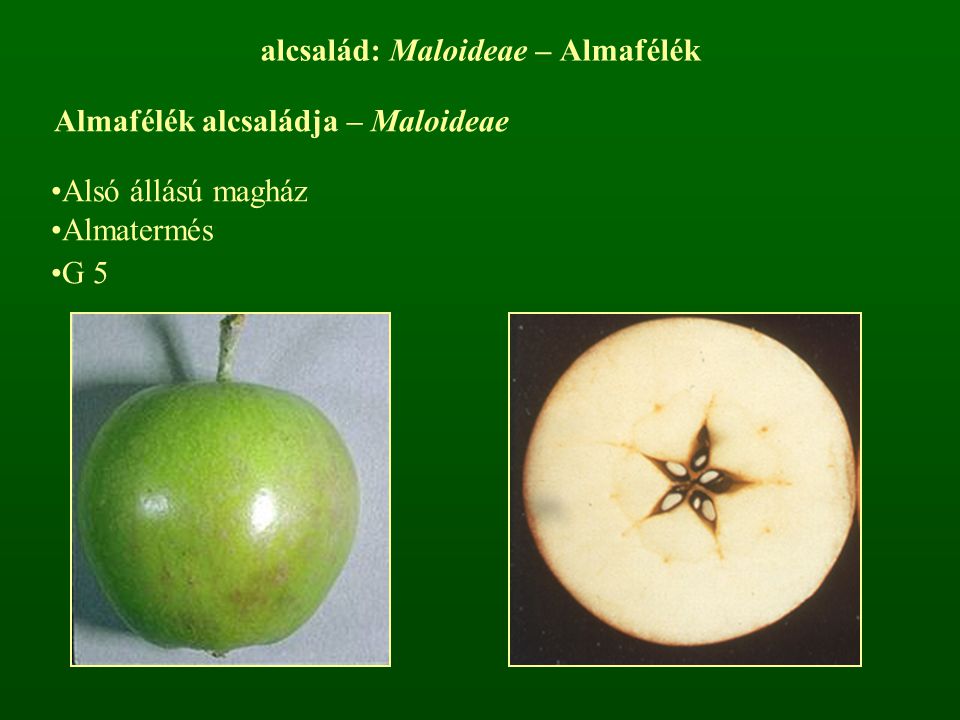 alcsalád: Maloideae – Almafélék Almafélék alcsaládja – Maloideae