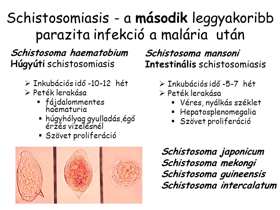 Trichopolum menstruációval lehetséges - Tesztek 