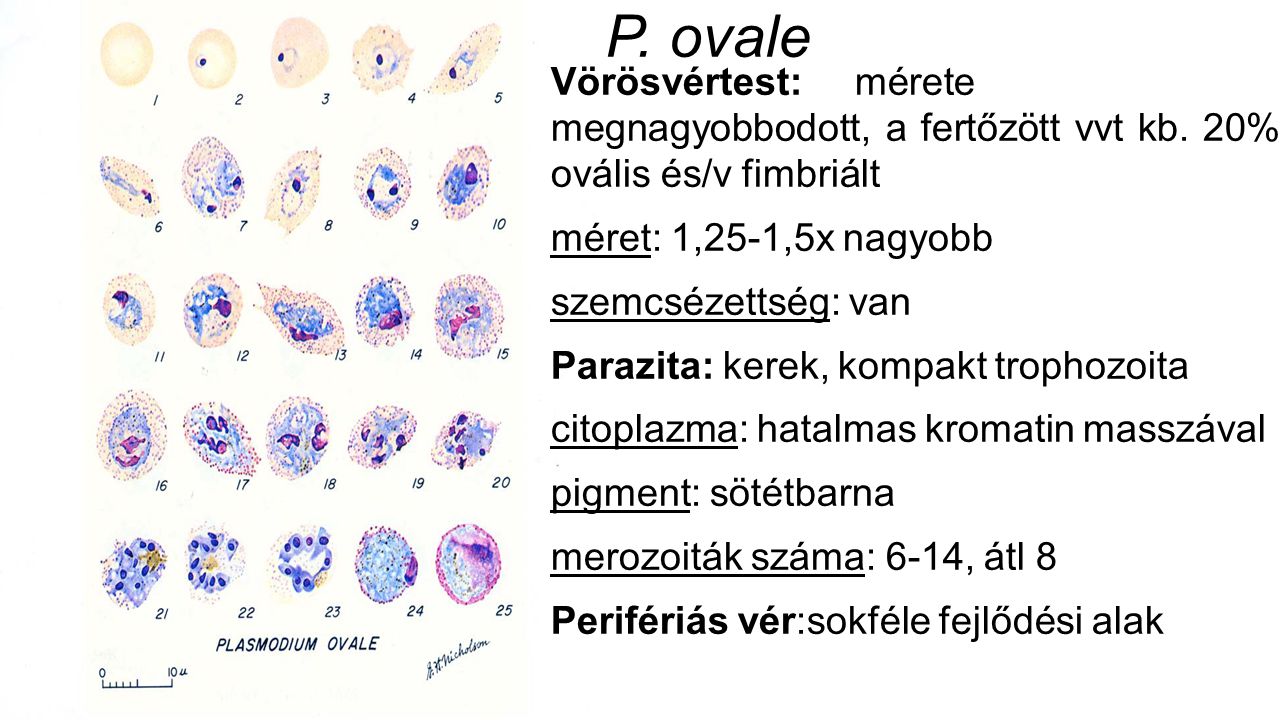 Paraziták listája – Wikipédia
