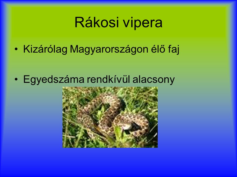 Rákosi vipera Kizárólag Magyarországon élő faj